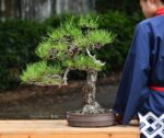 Bonsai ID 439 : บอนไซ Japanese Blackpine