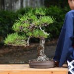 Bonsai ID 439 : บอนไซ Japanese Blackpine