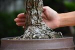 Bonsai ID 439 : บอนไซ Japanese Blackpine - Image 2