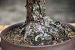 Bonsai ID 439 : บอนไซ Japanese Blackpine - Image 3