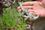 Bonsai ID 439 : บอนไซ Japanese Blackpine - Image 5