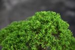 Bonsai ID 440 : บอนไซ Itoigawa Shimpaku - Image 3