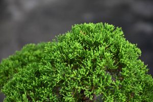 Bonsai ID 440 : บอนไซ Itoigawa Shimpaku - Image 3