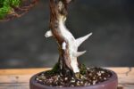 Bonsai ID 440 : บอนไซ Itoigawa Shimpaku - Image 4