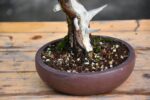 Bonsai ID 440 : บอนไซ Itoigawa Shimpaku - Image 5