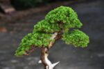 Bonsai ID 440 : บอนไซ Itoigawa Shimpaku - Image 2