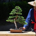 Bonsai ID 442 : บอนไซ Itoigawa Shimpaku - Image 5