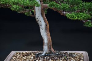 Bonsai ID 442 : บอนไซ Itoigawa Shimpaku - Image 4