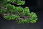 Bonsai ID 442 : บอนไซ Itoigawa Shimpaku - Image 3