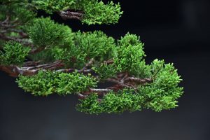 Bonsai ID 442 : บอนไซ Itoigawa Shimpaku - Image 3