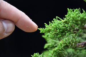 Bonsai ID 442 : บอนไซ Itoigawa Shimpaku - Image 2