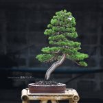 Bonsai ID 441 : Itoigawa Shimpaku