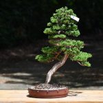 Bonsai ID 441 : Itoigawa Shimpaku - Image 3