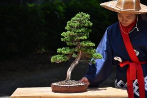 Bonsai ID 441 : Itoigawa Shimpaku - Image 5