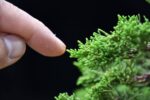 Bonsai ID 441 : Itoigawa Shimpaku - Image 4