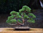 Bonsai ID 447 : บอนไซ Shimpaku - Image 2