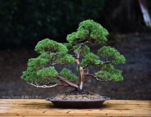 Bonsai ID 447 : บอนไซ Shimpaku - Image 2