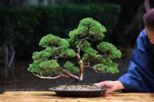 Bonsai ID 447 : บอนไซ Shimpaku - Image 3