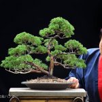 Bonsai ID 447 : บอนไซ Shimpaku