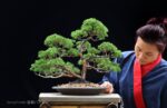 Bonsai ID 447 : บอนไซ Shimpaku