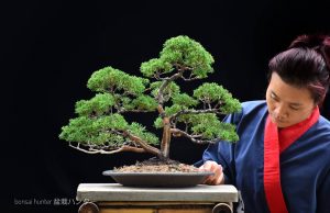 Bonsai ID 447 : บอนไซ Shimpaku