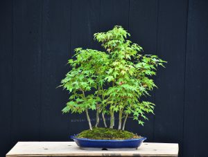 Bonsai ID 451 : บอนไซ Yamamomiji Maple