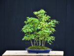 Bonsai ID 451 : บอนไซ Yamamomiji Maple