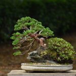 Bonsai ID 452 : บอนไซ Itoigawa Shimpaku