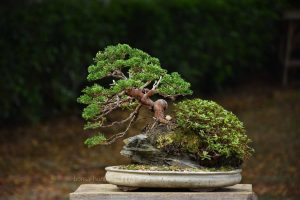 Bonsai ID 452 : บอนไซ Itoigawa Shimpaku