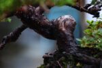 Bonsai ID 452 : บอนไซ Itoigawa Shimpaku - Image 2