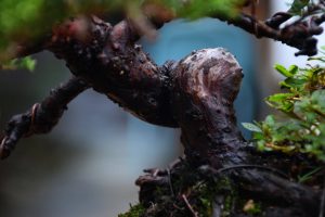 Bonsai ID 452 : บอนไซ Itoigawa Shimpaku - Image 2