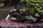 Bonsai ID 452 : บอนไซ Itoigawa Shimpaku - Image 3
