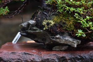 Bonsai ID 452 : บอนไซ Itoigawa Shimpaku - Image 3