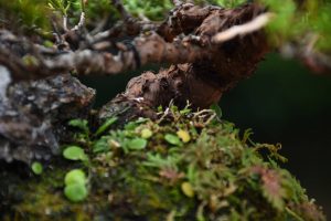 Bonsai ID 452 : บอนไซ Itoigawa Shimpaku - Image 4