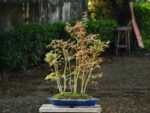 Bonsai ID 451 : บอนไซ Yamamomiji Maple - Image 4