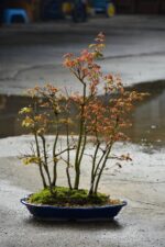 Bonsai ID 451 : บอนไซ Yamamomiji Maple - Image 5