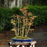 Bonsai ID 451 : บอนไซ Yamamomiji Maple - Image 2