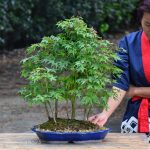 Bonsai ID 451 : บอนไซ Yamamomiji Maple - Image 7
