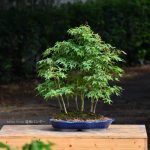 Bonsai ID 451 : บอนไซ Yamamomiji Maple - Image 3