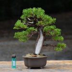 Bonsai ID 450 : บอนไซ Shimpaku