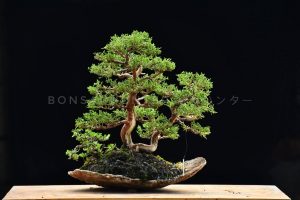 Bonsai ID 449 : บอนไซ Shimpaku - Image 3