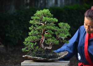 Bonsai ID 449 : บอนไซ Shimpaku - Image 4