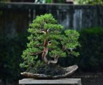 Bonsai ID 449 : บอนไซ Shimpaku - Image 2