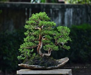 Bonsai ID 449 : บอนไซ Shimpaku - Image 2
