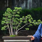 Bonsai ID 448 : บอนไซ Shimpaku