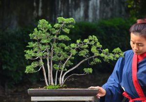 Bonsai ID 448 : บอนไซ Shimpaku