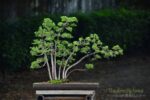 Bonsai ID 448 : บอนไซ Shimpaku - Image 2