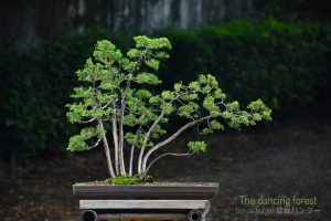 Bonsai ID 448 : บอนไซ Shimpaku - Image 2