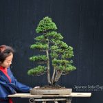 Bonsai ID 463 : บอนไซ japanese ceddar (Sugi)
