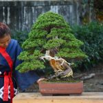 Bonsai ID 465 : บอนไซ Shimpaku